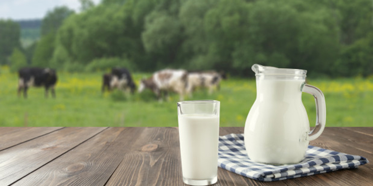 شیر و لبنیات باید در فرهنگ غذایی حمایت شوند